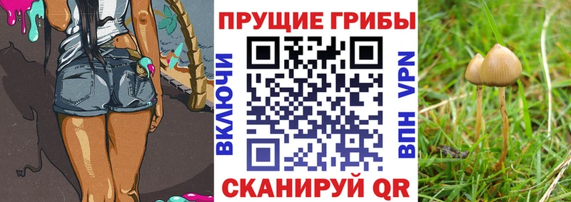 где можно купить наркотик Светогорск Галлюциногенные грибы мицелий